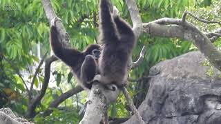 白手長臂猿 阿寶家 20210504  Taipei Zoo White Handed Gibbon