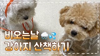 비오는날 강아지 산책 방법 I 장마철 일상 브이로그 I Rainy Day Vlog