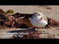 finding birds snowy plovers in the west