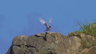 Little tern in Amami island seaside Nature Park Japan