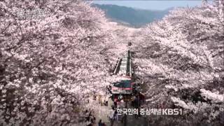 [KBS뉴스9 ID] 진해 경화역 벚꽃길 - 경남 창원 (2016.04.06,수)