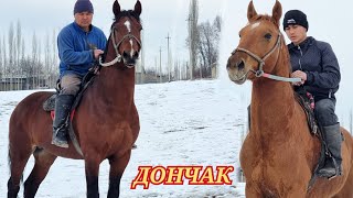 Асилбек акенин Аттарын  Тандап алыңыздар  Дончак жана Кара  Байыр