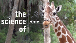 What do Giraffes at the Jacksonville Zoo and Gardens Eat?