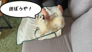 全力で人間を邪魔する犬【チワワのだいず】