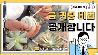 [01/23] 보석 기적 몰게인 금 커팅 비법 공개합니다 !!!