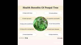 Benefits of peepal leaves