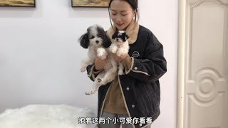 稀少的花泰迪犬曾出价18000都没卖，又出了只幼崽，这花色价值不菲