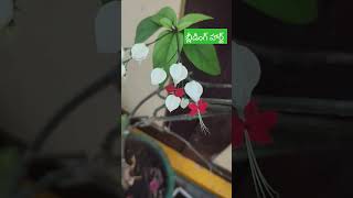 మా పెరట్లో బ్లీడింగ్ హార్ట్ #flowers