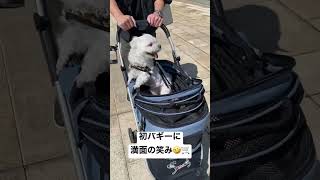 #shorts A dog with a big smile on his first buggy w [Maltese]