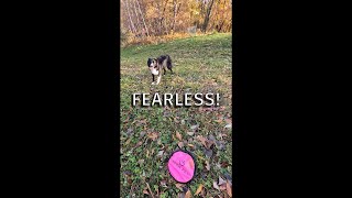 Brand New Frisbee Changes Everything for Fearful Border Collie!