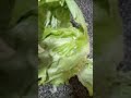 plastic lettuce purchased at wal mart