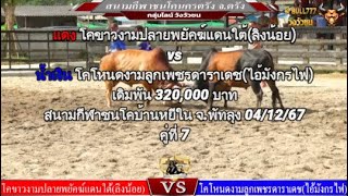 คู่ที่ 7 สนามกีฬาชนโคนครตรัง จ.ตรัง 6/12/67 🔴#ขาวงามปลายพยัคฆ์แดนใต้vs🔵#โหนดงามลูกเพชรดาราเดช