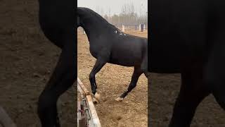 Best Wild Horses Mare Compilation of some Wild Horse Fights Video 76