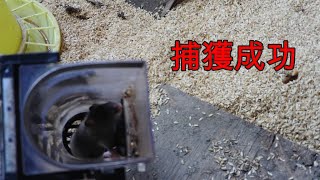 【衝撃の事実】ねずみ捕獲成功　養鶏　Mouse capture. free range poultry