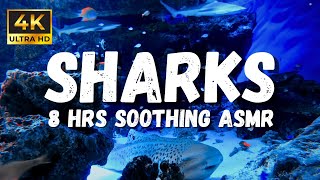 Aquarium Relaxation Videos, 4K Underwater Sharks Ambience, Aquarium ASMR