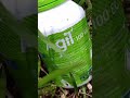 HERBISIDA UNTUK BASMI RUMPUT TEKI MEMBANDEL MATI DAN KERING SAMPAI AKAR#teki#gulma#herbisida#agil