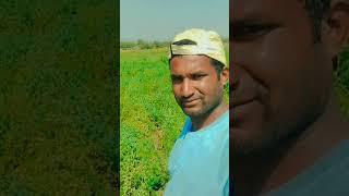 #topशेतकरी #आमची शेती 🌿🌱गार्डन पेक्षा कमी नाही🌾🌻 #youtubeshorts #शेतकरीbrand 🌾 #सबस्क्राईब_करा 👉🔔🤗🤷👧