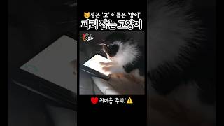 #Shorts 모개의일상 | 파리 잡는 아기고양이😸 | 귀여움 주의!⚠️