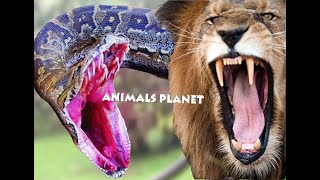 PYTHON ATTACKS LION/ ANIMALS PLANET