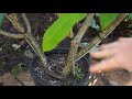 what to do with plumeria plants during winter dormant plumeria