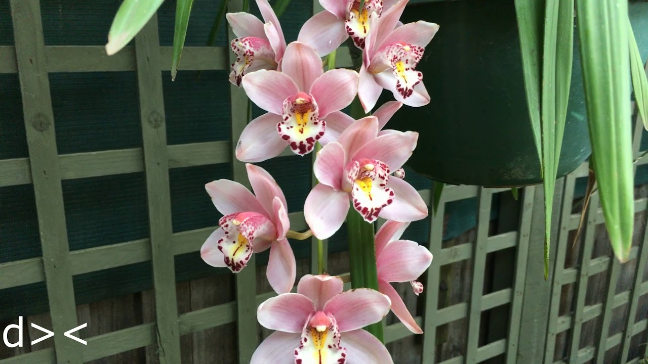 How To Care For Cymbidium Orchids - YouTube