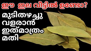 മുടി തഴച്ചു വളരാൻ ഈ ഇല മതി||Hair growth Toner