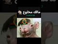 وايلي بقات غير نقطة