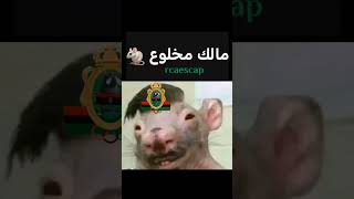 وايلي بقات غير نقطة