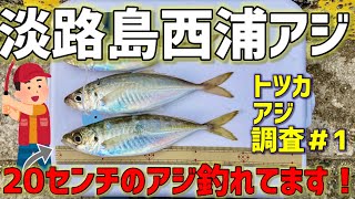 【西浦】尺アジは不発も西浦でアジ釣れ始めた！トツカアジ調査＃1【淡路島釣り】