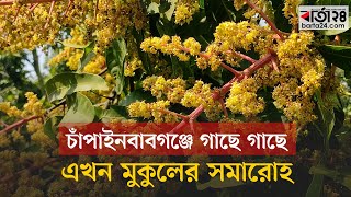 চাঁপাইনবাবগঞ্জে গাছে গাছে আমের মুকুল | Barta24