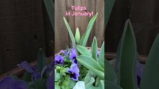 What Happened to the Tulips?