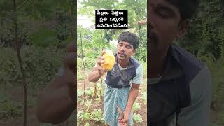 పిల్లలు పెద్దలు ప్రతి ఒక్కరకి ఉపయోగపడింది👆 #natural #frouts #plz #subscribe 👉@lokeshfarmer 👈