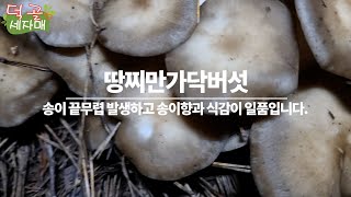 덕골세자매)송이산행실패하고 #땅찌만가닥버섯 을 보았습니다