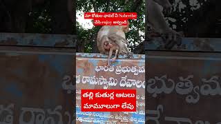 తల్లి కోతి పిల్ల కోతి ఆటలు మామూలుగా లేవు#funnymonkeyvideos #monkey #monkeyfunnyshort#funnymonkeys