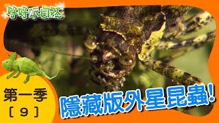 【好好玩自然】會吃蟲的植物！褐背露螽斯 短肛竹節蟲｜第9集_第ㄧ季｜宜蘭｜柳丁哥哥 熱血阿傑｜生態探索｜YOYO