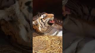 Tigers - Shared by @kaitlinthezookeeper4787