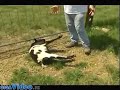 upadające kozy fainting goats