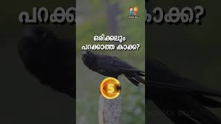 കുസൃതി ചോദ്യങ്ങൾ | kusruthi chodyangal | funny questions Malayalam | kusruthi chodynagal Malayalam