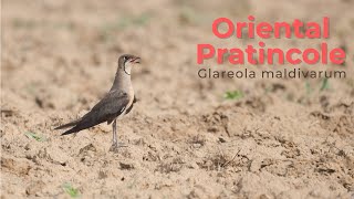 Oriental Pratincole - Glareola maldivarum #BirdsOfIndia #BirdWatching