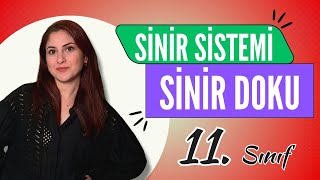 1) SİNİR SİSTEMİ (SİNİR DOKU) | 11. SINIF | AYT BİYOLOJİ DERS NOTLARI | 2024