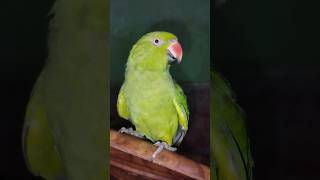 parrot#shortvideo#mistu#viralvideo#please#subscribe#animeshsasmal#channel#funny#dustu
