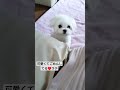 【面白い画像】かわいいごめん♥dog like baby　 マルポメ　 ポメマル　 ぬいぐるみ犬　 白い　 かわいい犬　 アイドル犬　