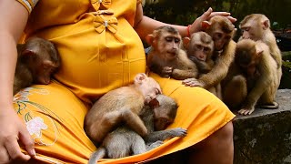 Absolutely Amazing Video! Angela Hug Dawn and Other Orphan Monkeys Sleeping In Role By TK Comfort.