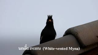 นกเอี้ยงหงอน หรือนกเอี้ยงดำ (White-vented Myna)  4k