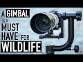 Why You Need a Gimbal Head for Wildlife Photography