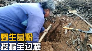 野生葛粉好东西不易得，娄哥丈母娘带您看挖野生葛粉全过程【娄哥蹭饭正能量】