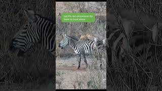 Lioness Captures Zebra