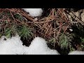 pioneer fire reforestation on the boise national forest