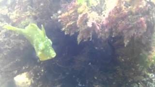 Spotted Pygmy filefish