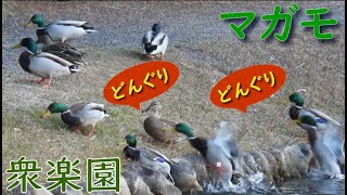 2024.12.28　マガモどんぐり狩り【衆楽園】